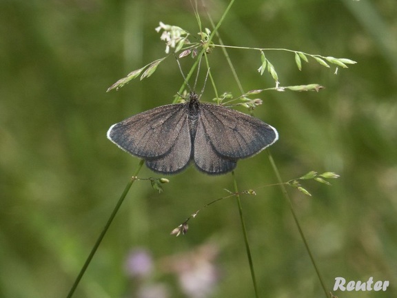 Schwarzspanner (Odezia atrata)